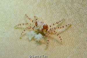 Boxer Crab
Lybia tesselata by Lance Teo 